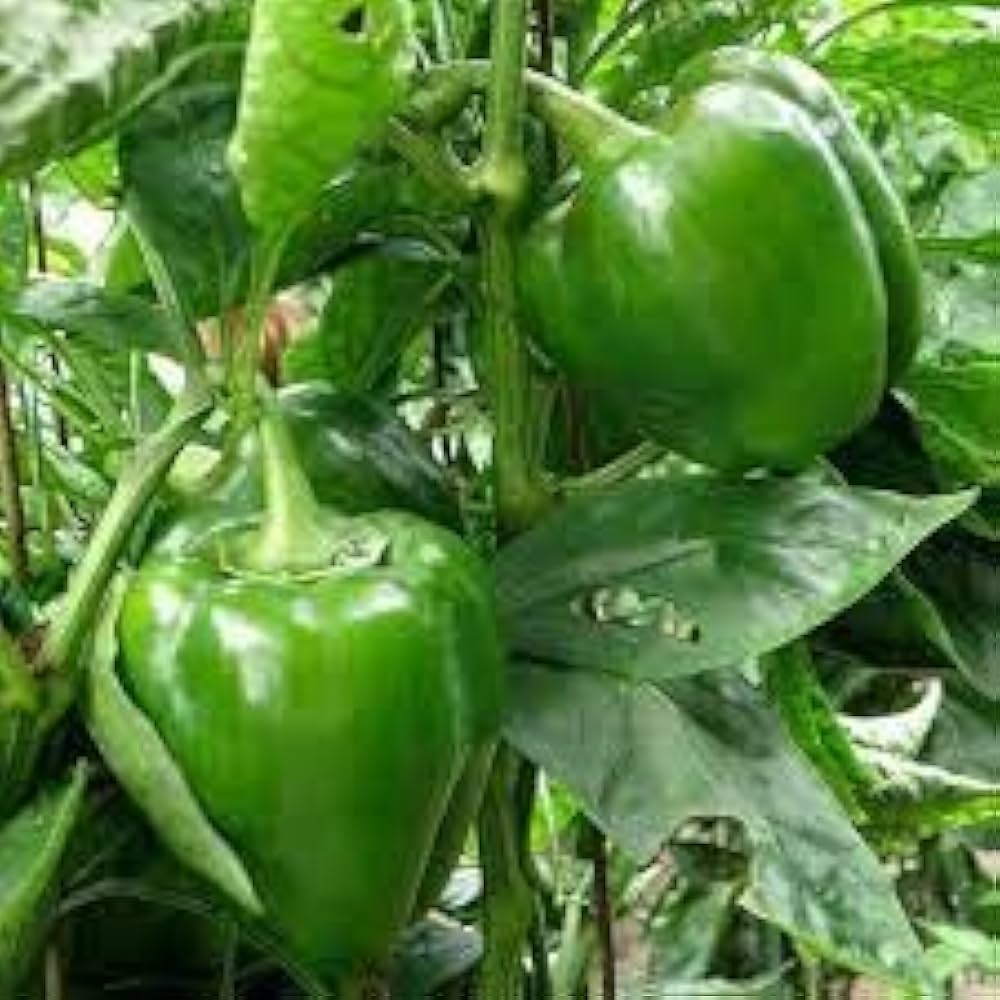 Cedrino hot peppers from high-yield Capsicum annuum seeds with glossy red fruits and bushy green foliage